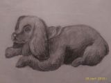 Ученица (13 лет). Эскиз собаки