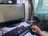 Обучаю даже кота!